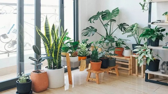indoor plant service